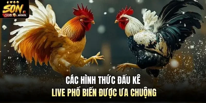 Các hình thức đấu kê live phổ biến được ưa chuộng