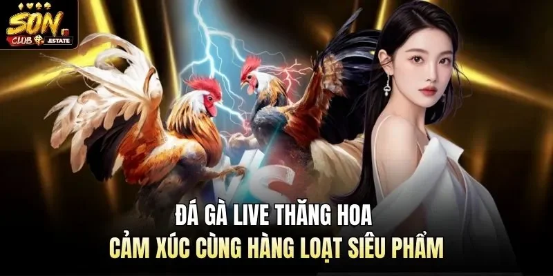 Đá Gà Live Thăng Hoa Cảm Xúc Cùng Hàng Loạt Siêu Phẩm